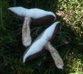 Weißschuppiger Blutegerling, Foto 8