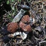 Weißstielige Kernkeule, Foto 6