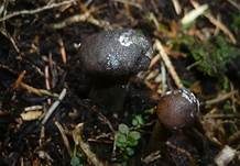 Weißstielige Kernkeule, Foto 8