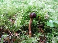 Weißstielige Kernkeule, Foto 10