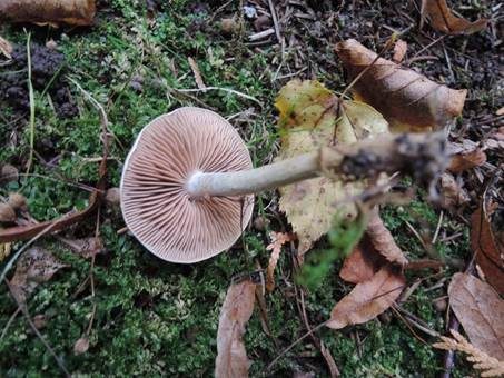 Weißstieliger Fälbling, Foto 3