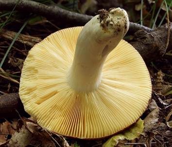 Weißstieliger Ledertäubling, Foto 3