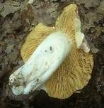 Weißstieliger Ledertäubling, Foto 12