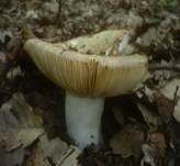 Weißstieliger Ledertäubling, Foto 15