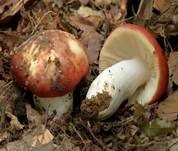 Weißstieliger Ledertäubling, Foto 17