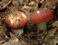 Weißstieliger Ledertäubling, Foto 18