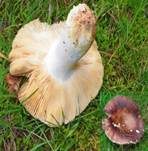 Weißstieliger Ledertäubling, Foto 5