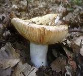 Weißstieliger Ledertäubling, Foto 6