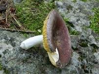 Weißstieliger Ledertäubling, Foto 8
