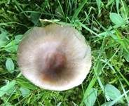 Brauner Camembert-Täubling, Foto 12
