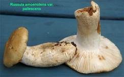 Brauner Camembert-Täubling, Foto 13