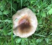 Brauner Camembert-Täubling, Foto 8