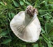 Brauner Camembert-Täubling, Foto 9