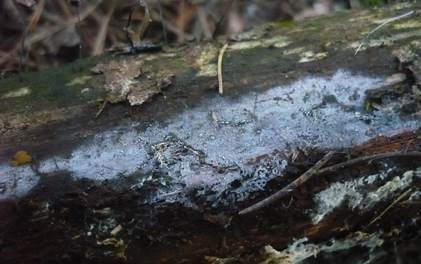 Gewöhnlicher Wachskrustenpilz, Foto 2