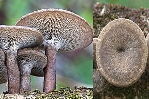 Weitlöcheriger Stielporling, Foto 1
