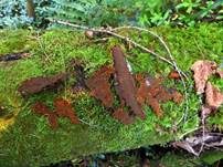 Brauner Fichten-Schichtpilz, Foto 8