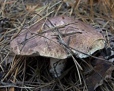 Widerlicher Stacheling, Foto 2