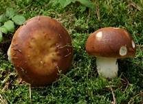 Wieseltäubling, Foto 14