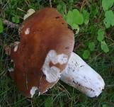 Wieseltäubling, Foto 18