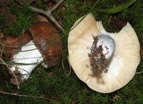 Wieseltäubling, Foto 23