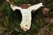 Wieseltäubling, Foto 9