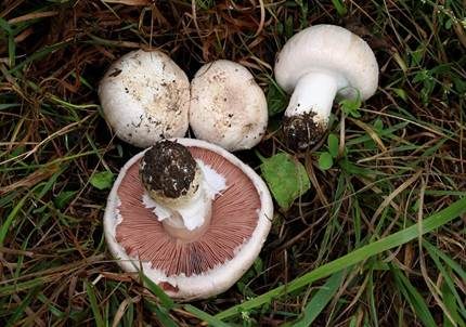 Wiesenchampignon, Foto 3