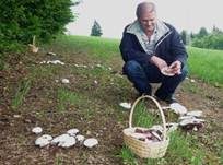 Wiesenchampignon, Foto 13