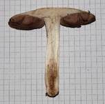Wiesenchampignon, Foto 22