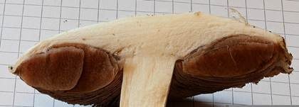 Wiesenchampignon, Foto 26
