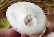 Wiesenchampignon, Foto 27