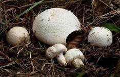 Wiesenchampignon, Foto 31