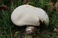 Wiesenchampignon, Foto 9