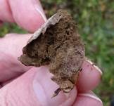Wiesenstaubbecher, Foto 12