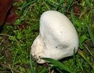 Wiesenstaubbecher, Foto 14