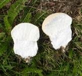 Wiesenstaubbecher, Foto 18