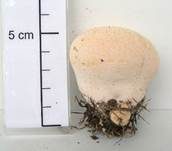 Wiesenstaubbecher, Foto 21