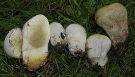 Wiesenstaubbecher, Foto 22