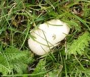 Wiesenstaubbecher, Foto 26