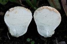 Wiesenstaubbecher, Foto 6