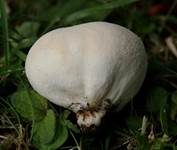 Wiesenstaubbecher, Foto 8