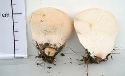 Wiesenstaubbecher, Foto 10