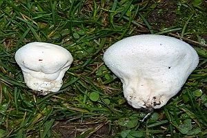 Wiesenstaubbecher, Foto 1