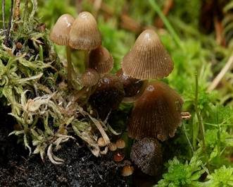 Wildschweinlosung-Faserling, Foto 2
