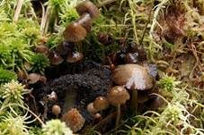 Wildschweinlosung-Faserling, Foto 13