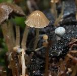 Wildschweinlosung-Faserling, Foto 14