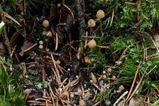 Wildschweinlosung-Faserling, Foto 16