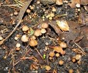 Wildschweinlosung-Faserling, Foto 20