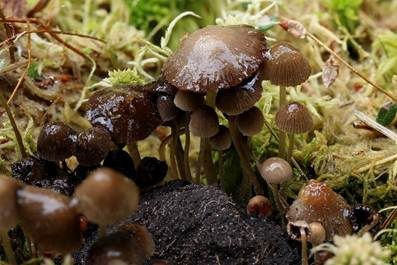 Wildschweinlosung-Faserling, Foto 6