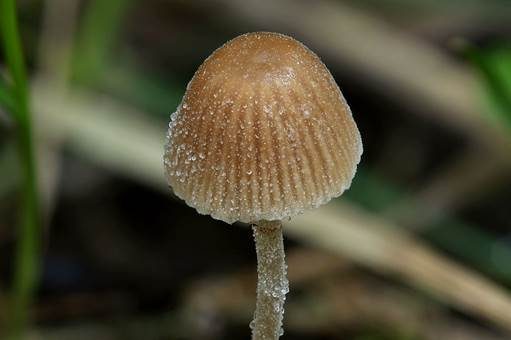 Winziger Glockenschüppling, Foto 4