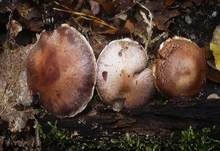 Wohlriechender Gürtelfuß, Foto 6